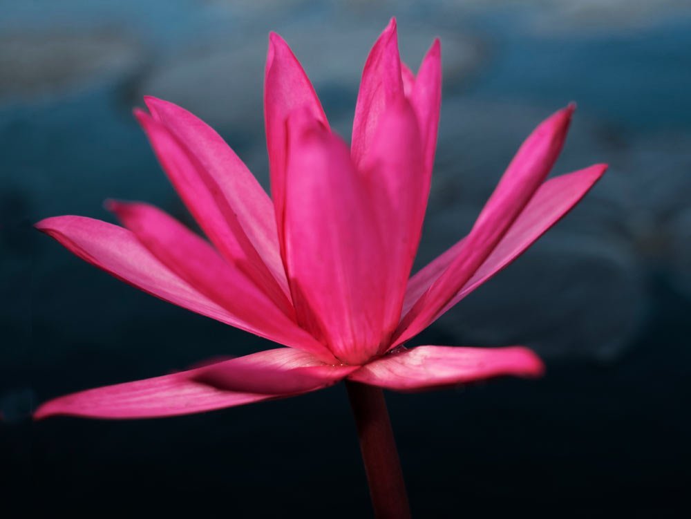 magenta lotus