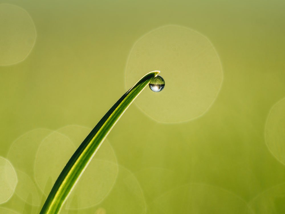 photo blade of grass with water droplet